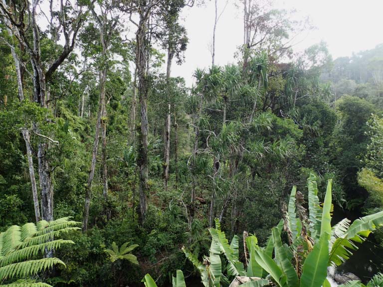 Wald Madagaskar