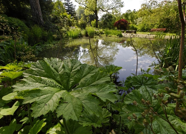 Teich und Pflanzen im Botanischen Garten Bern